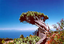Alter Drachenbaum im Norden von La Palma